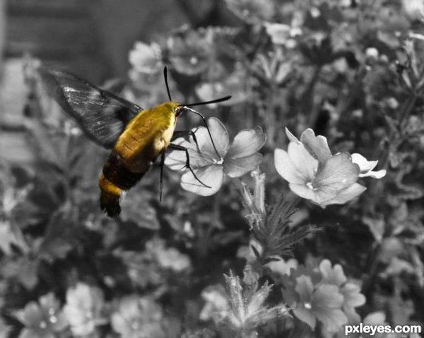 hummingbird hawk moth 